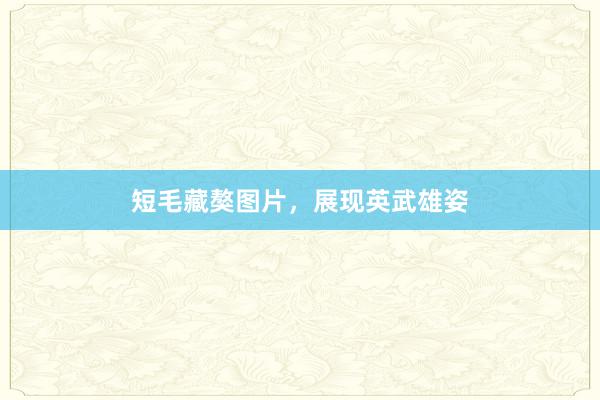 短毛藏獒图片，展现英武雄姿